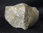 Paraspirifer bownockeri (STEWART 1927) - Bild &copy; FossNet FossilienStore